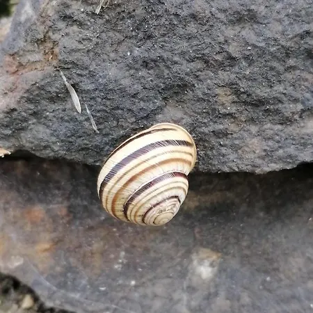 Gaestezimmer Klopfer בית הארחה Sankt Johann im Saggautal