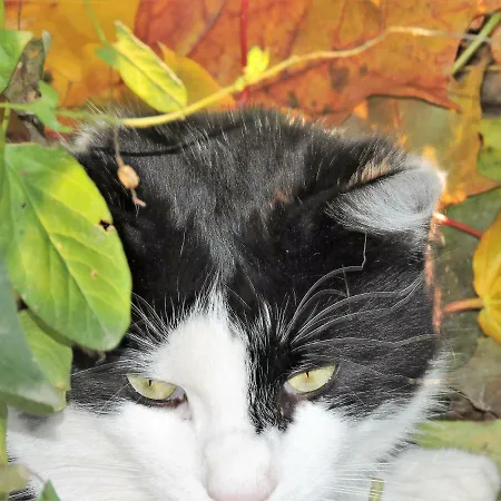 בית הארחה Gaestezimmer Klopfer