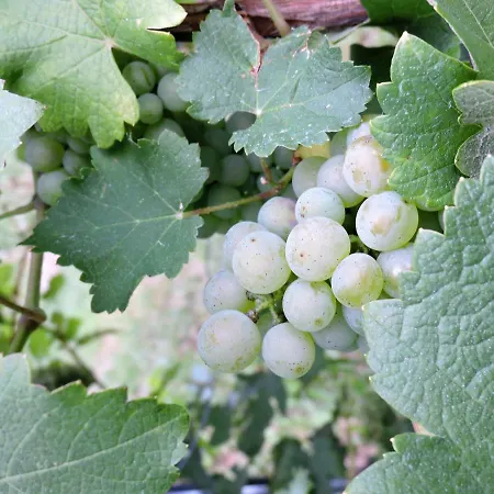 Gasthof Gästezimmer Klopfer