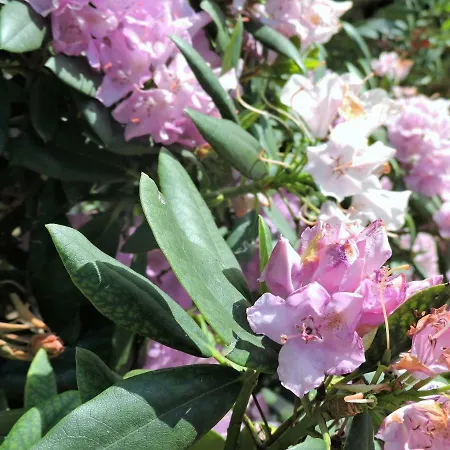 בית הארחה Gaestezimmer Klopfer Sankt Johann im Saggautal