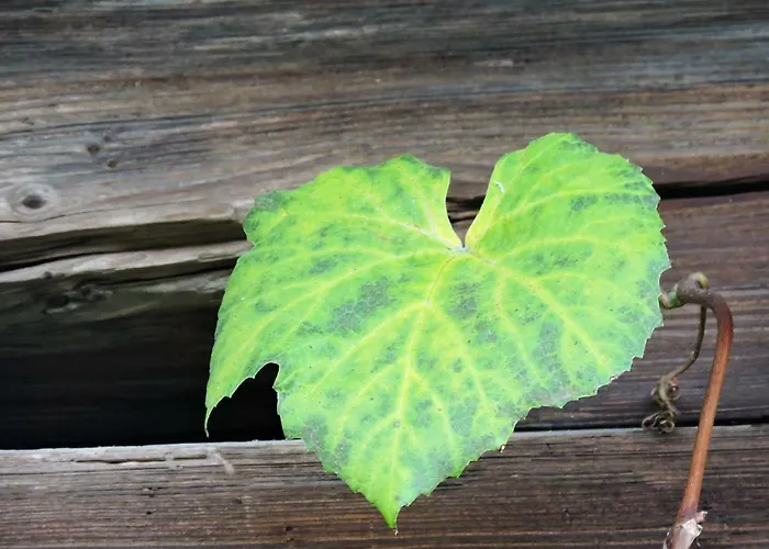 Gaestezimmer Klopfer 3*