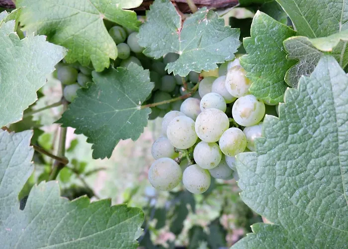 Guest house Gaestezimmer Klopfer