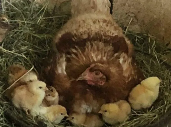 Gaestezimmer Klopfer 3*